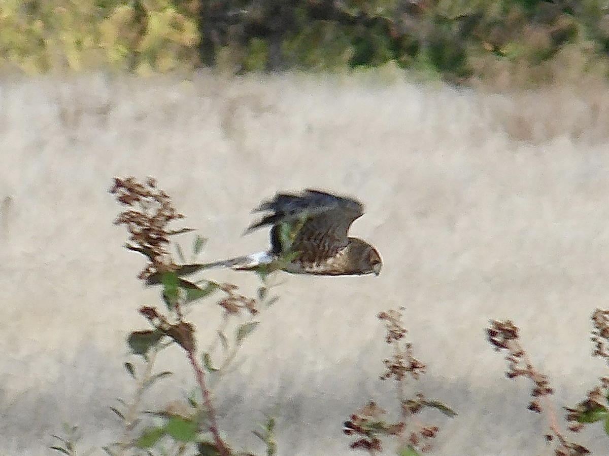 Northern Harrier - ML625256041