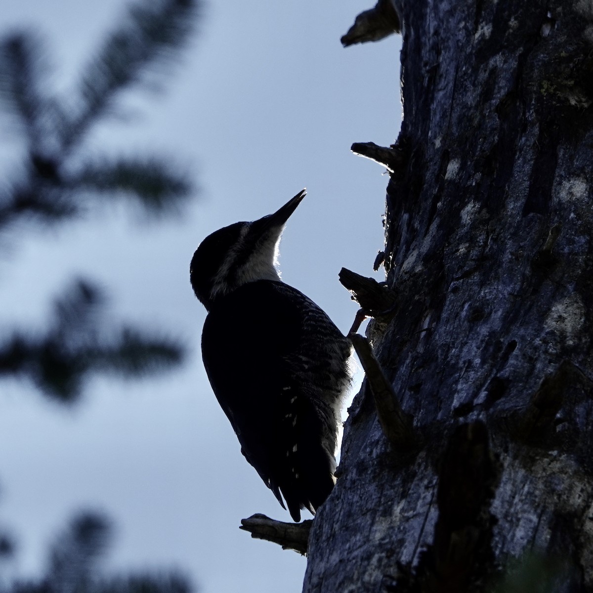 Black-backed Woodpecker - ML625256049