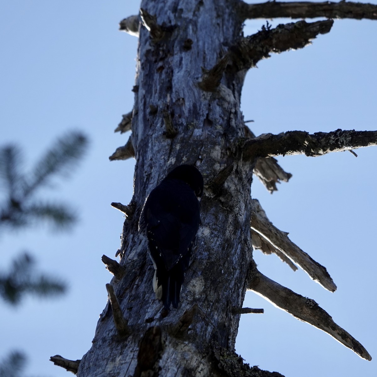 Black-backed Woodpecker - ML625256050