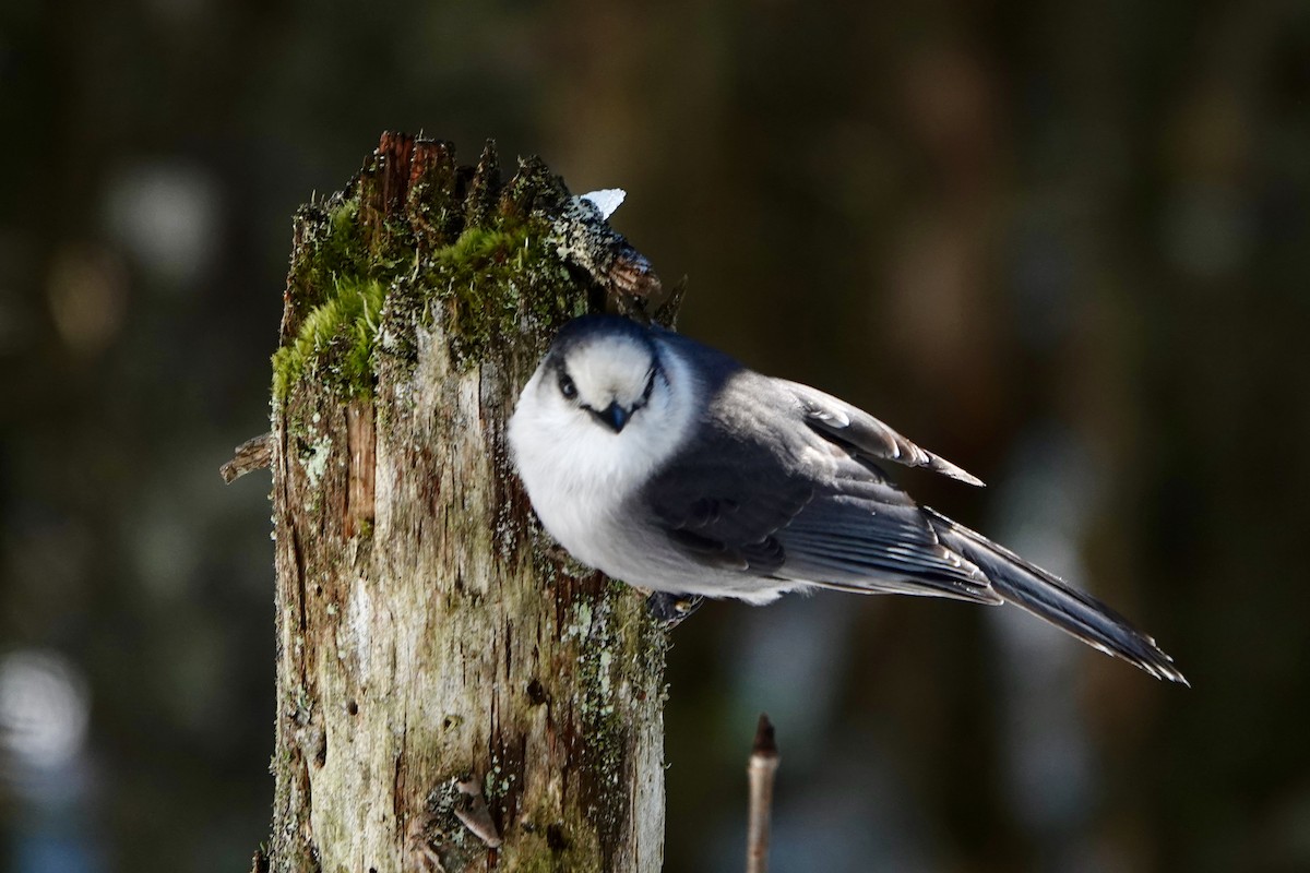 Canada Jay - ML625256057