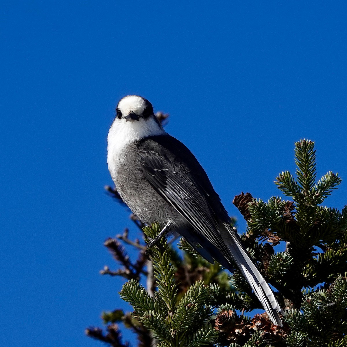Canada Jay - ML625256065