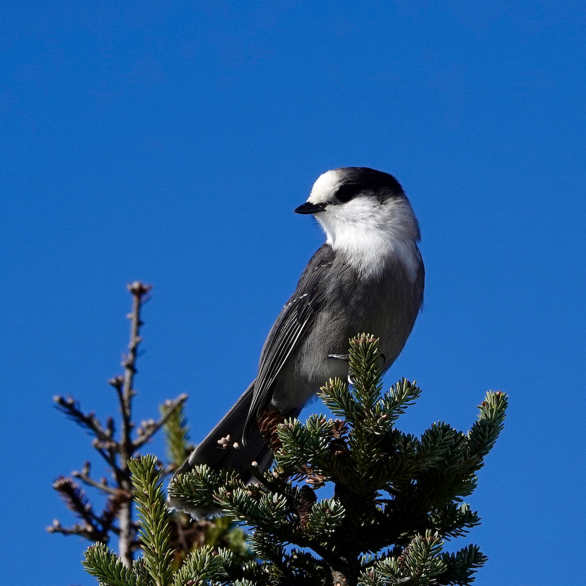 Canada Jay - ML625256066
