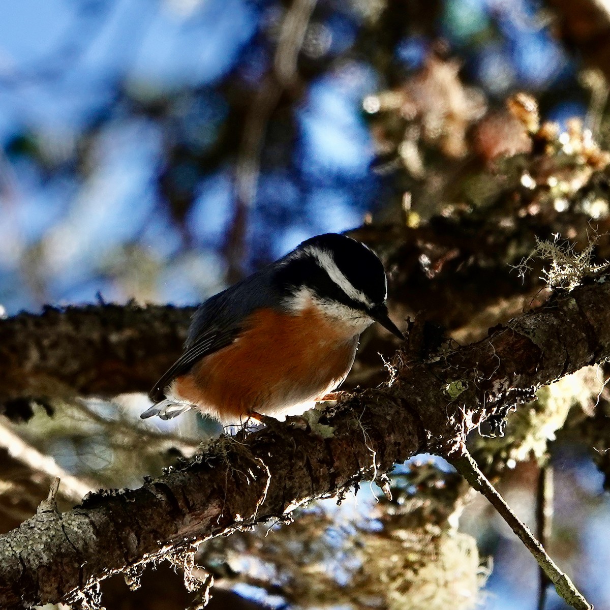 Red-breasted Nuthatch - ML625256078