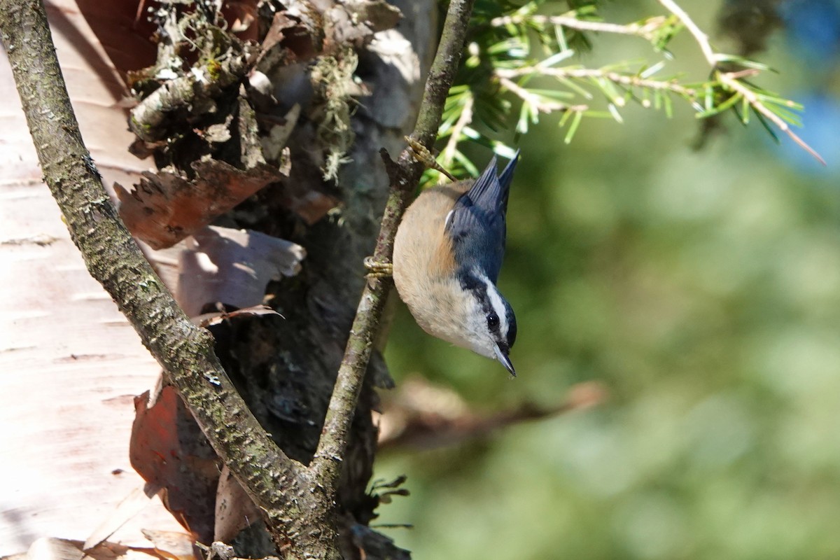 Red-breasted Nuthatch - ML625256079