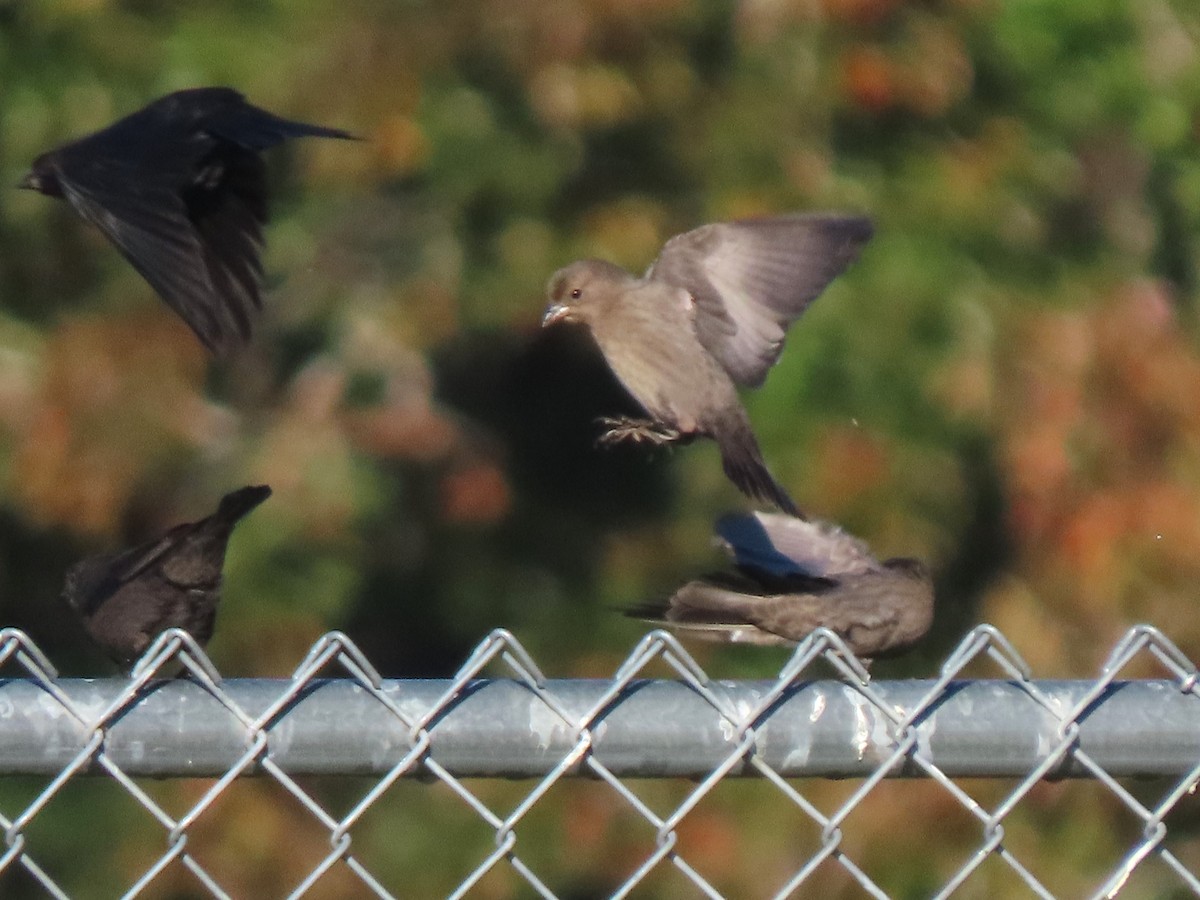 Brown-headed Cowbird - ML625256096