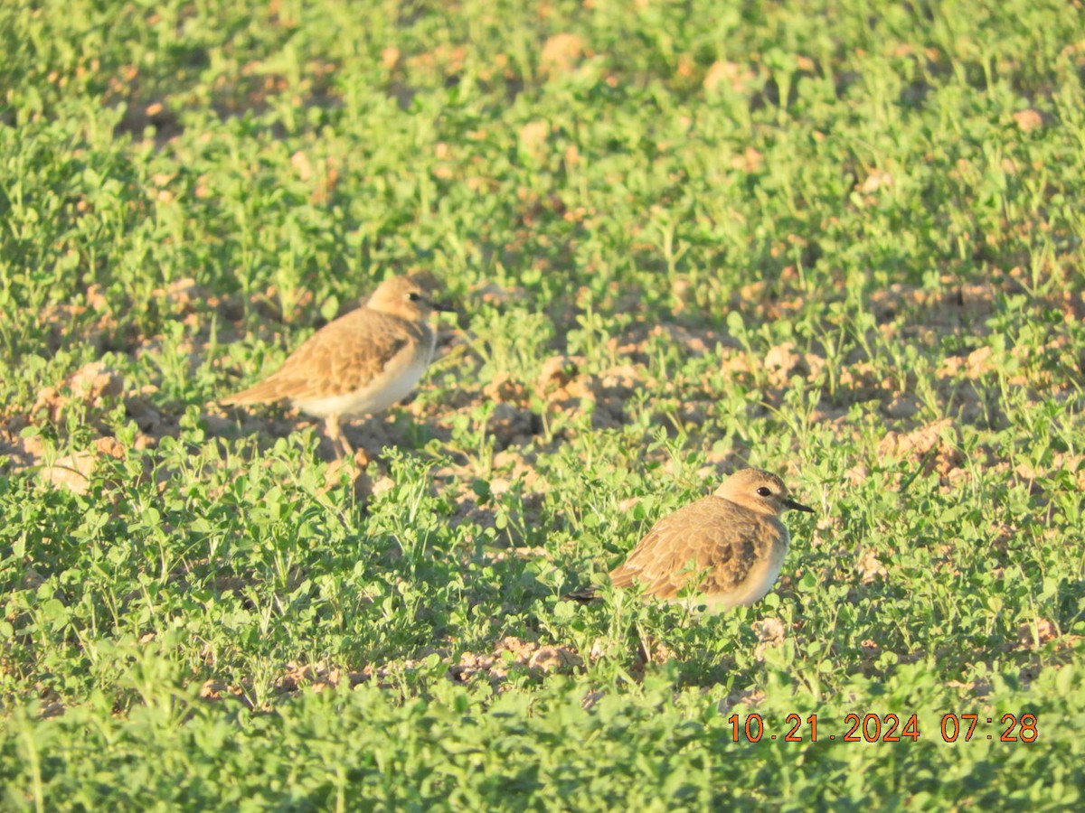 Mountain Plover - ML625256164