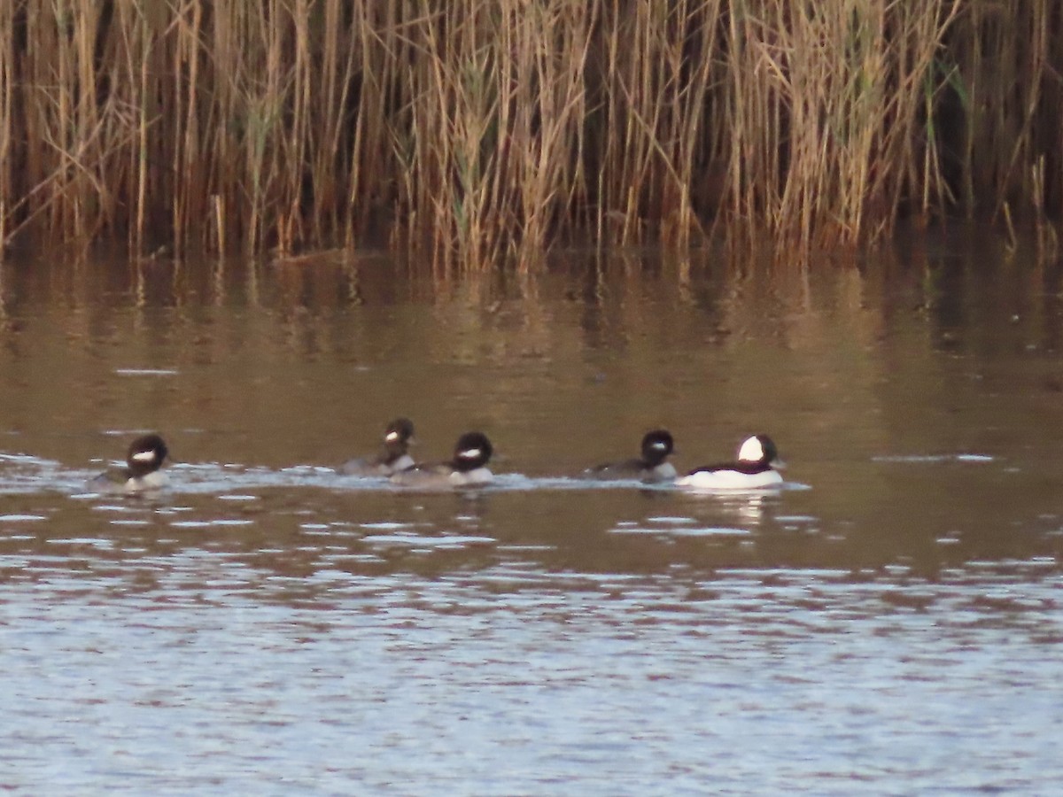 Bufflehead - Marjorie Watson