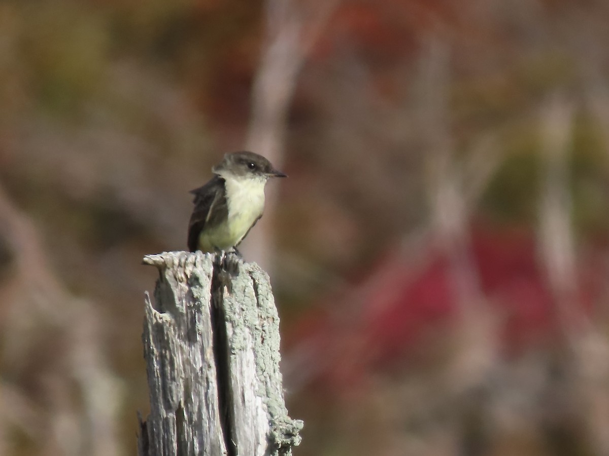 Eastern Phoebe - ML625256296