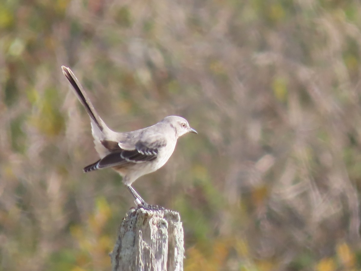 Northern Mockingbird - ML625256306