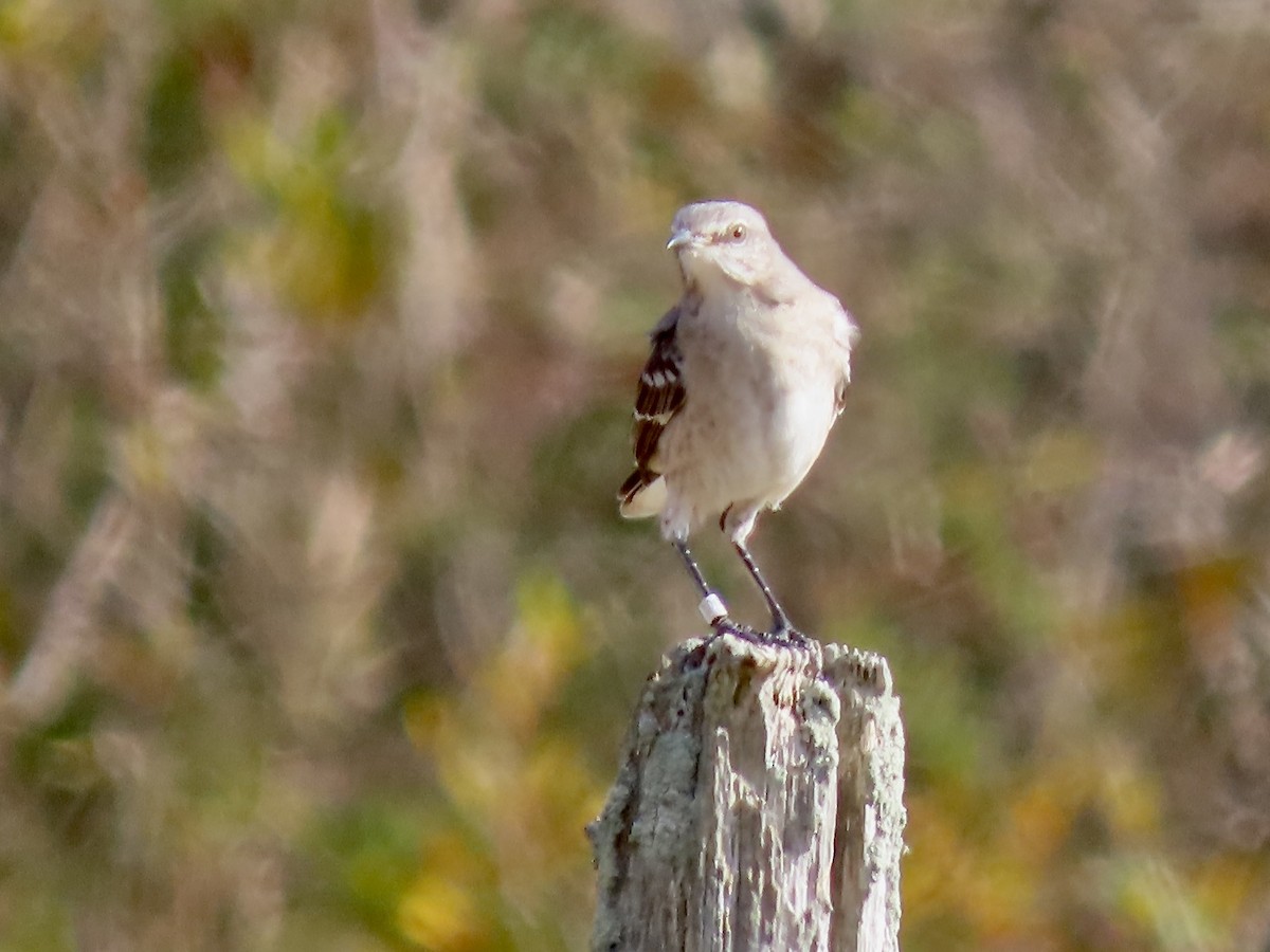 Northern Mockingbird - ML625256307