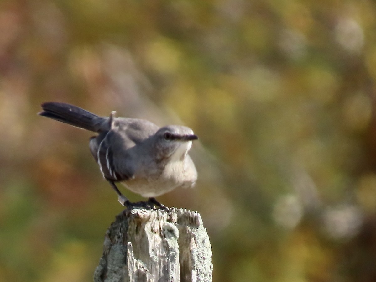 Northern Mockingbird - ML625256308