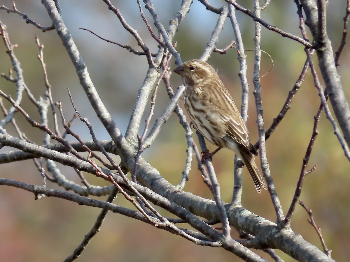 Purple Finch - ML625256321