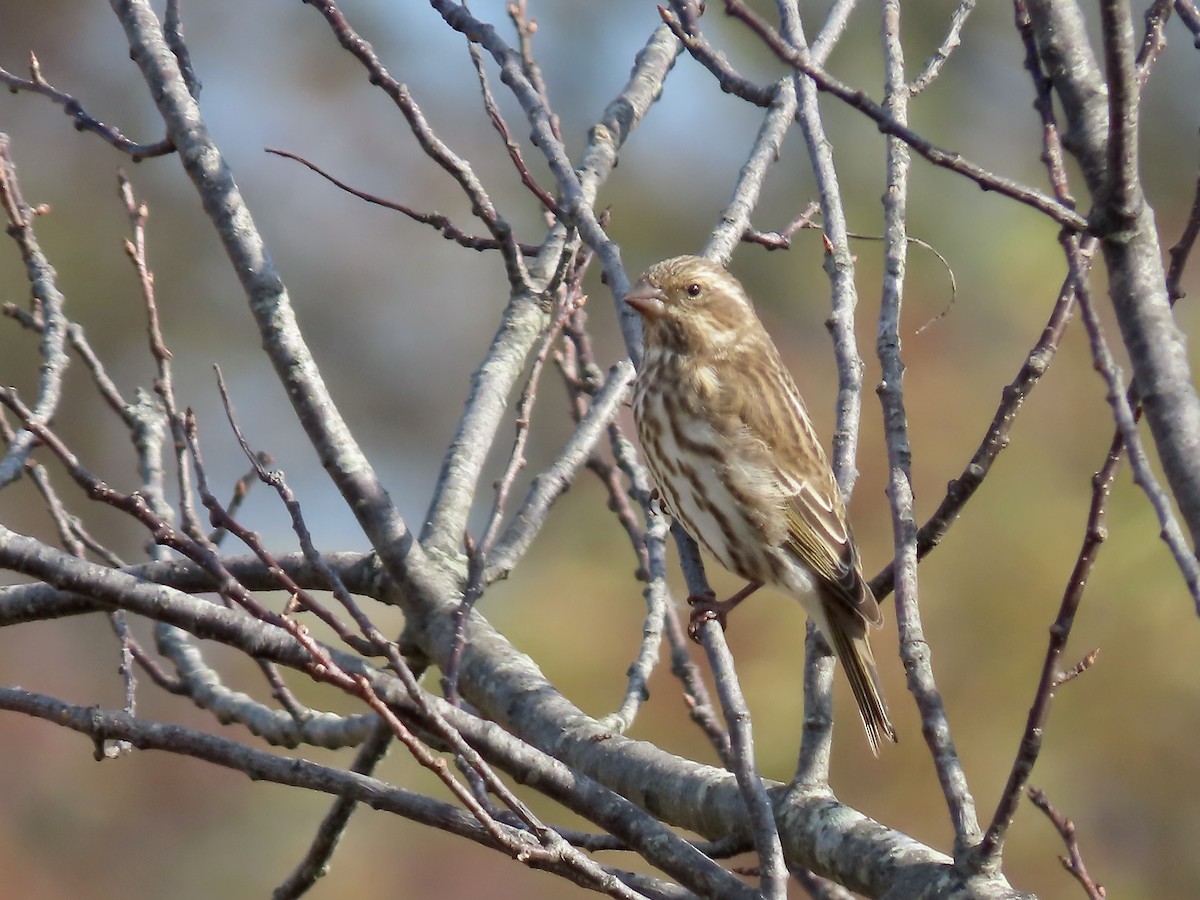 Purple Finch - Marjorie Watson