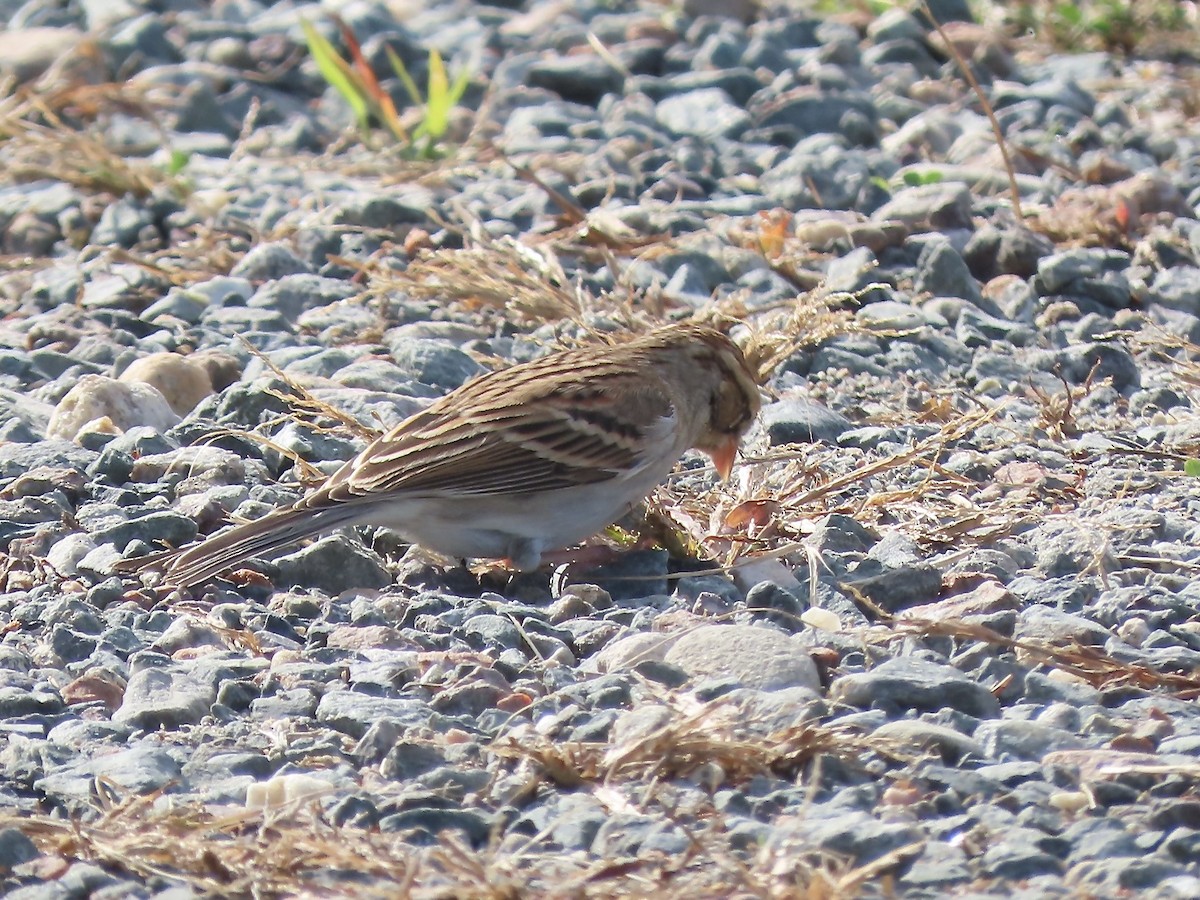 Chipping Sparrow - ML625256327