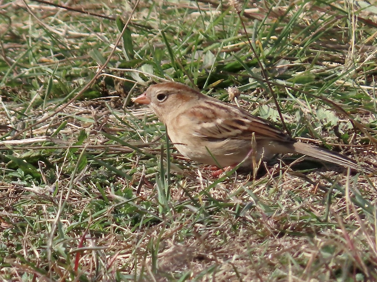 Field Sparrow - ML625256328