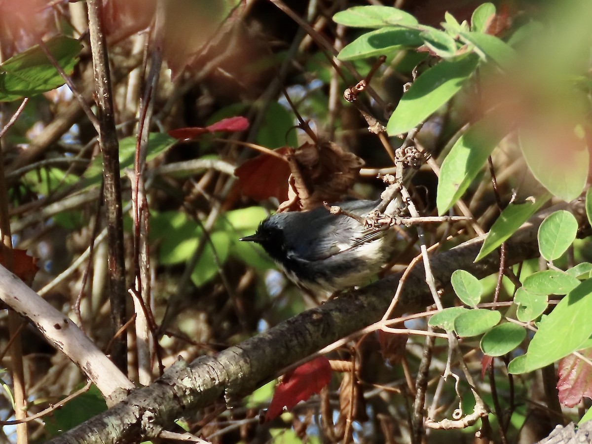 Black-throated Blue Warbler - ML625256331