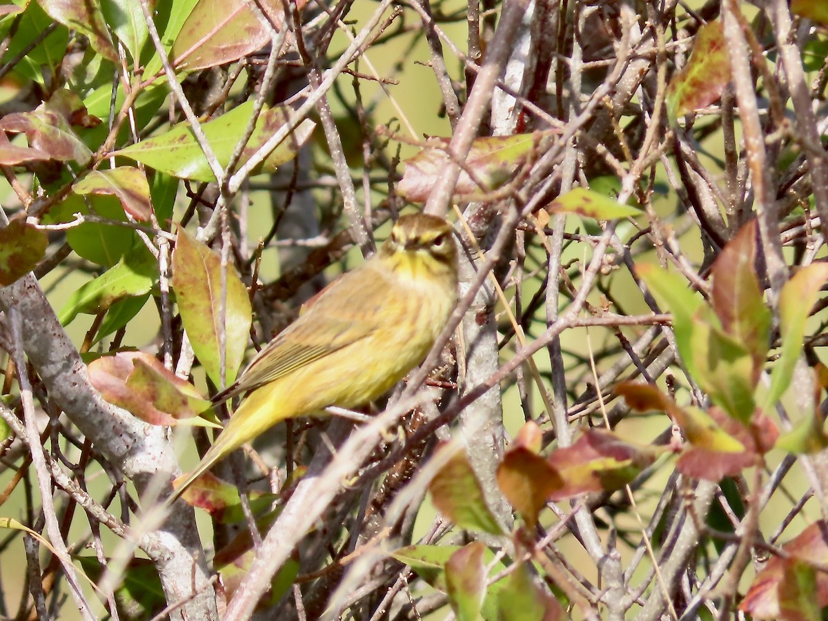 Palm Warbler (Yellow) - ML625256338