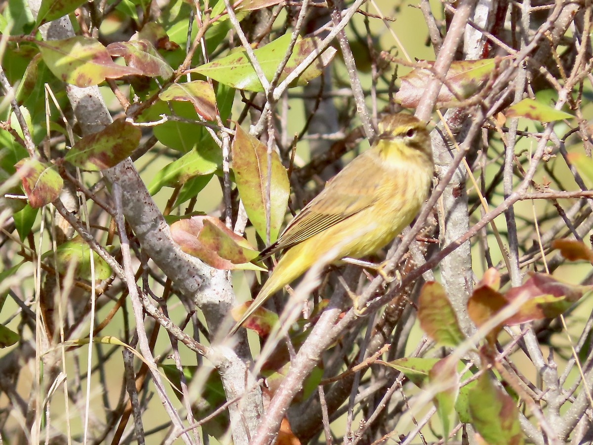 Palm Warbler (Yellow) - ML625256339