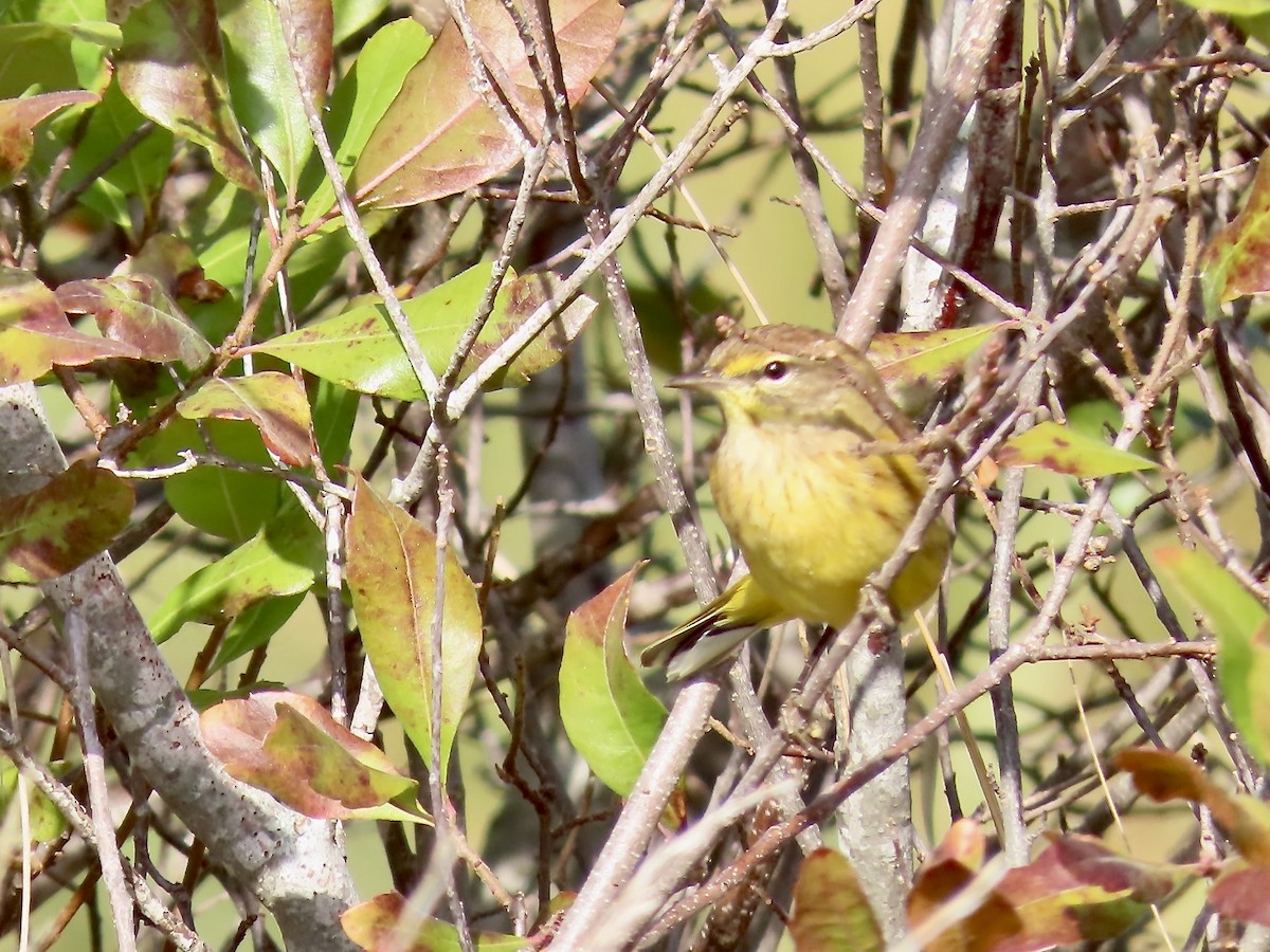 Palm Warbler (Yellow) - ML625256340