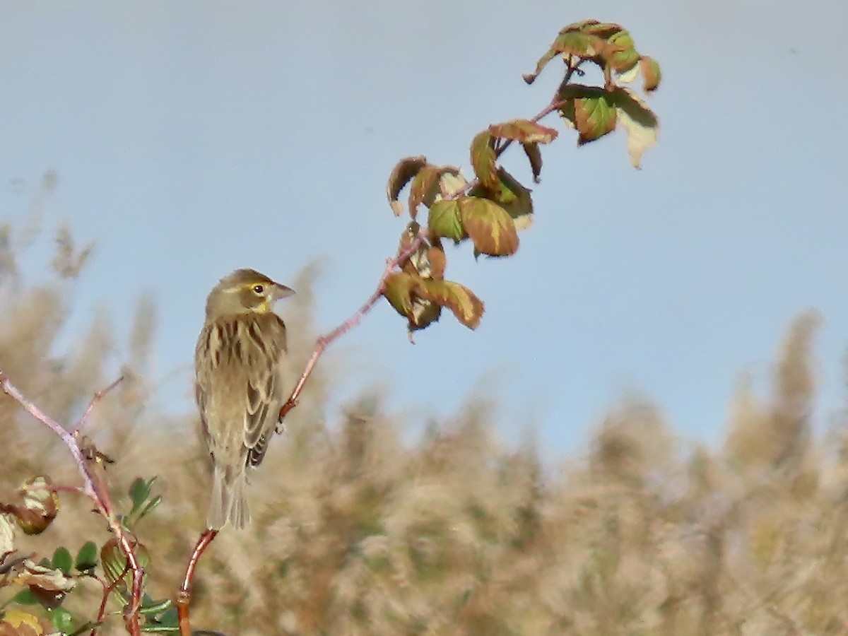 Dickcissel - ML625256352