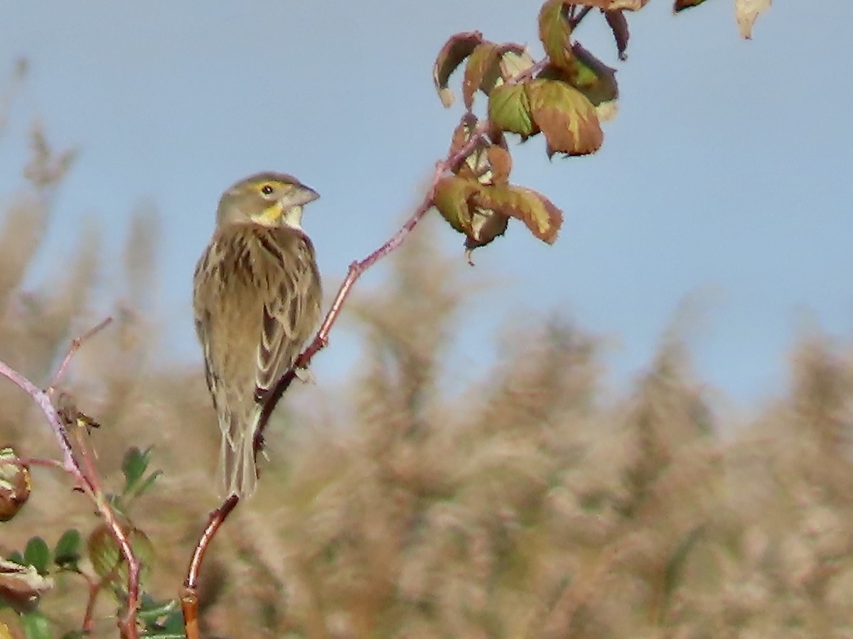 Dickcissel - ML625256353