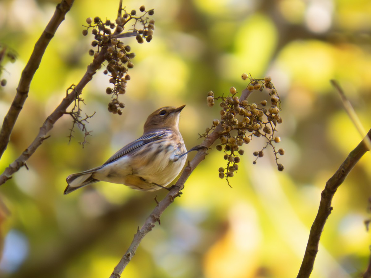 Bay-breasted Warbler - ML625256399