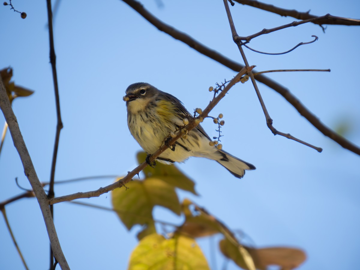 Yellow-rumped Warbler - ML625256402