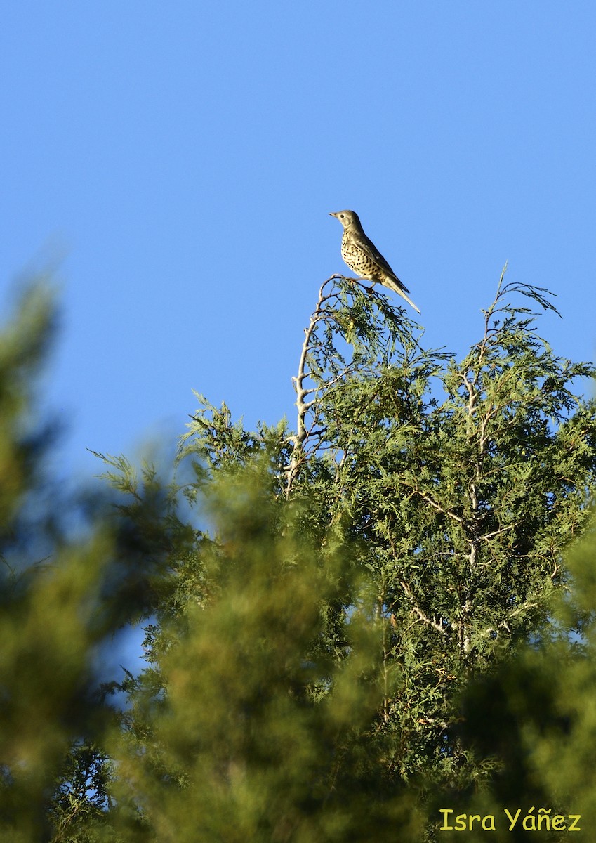 קיכלי גדול - ML625256432