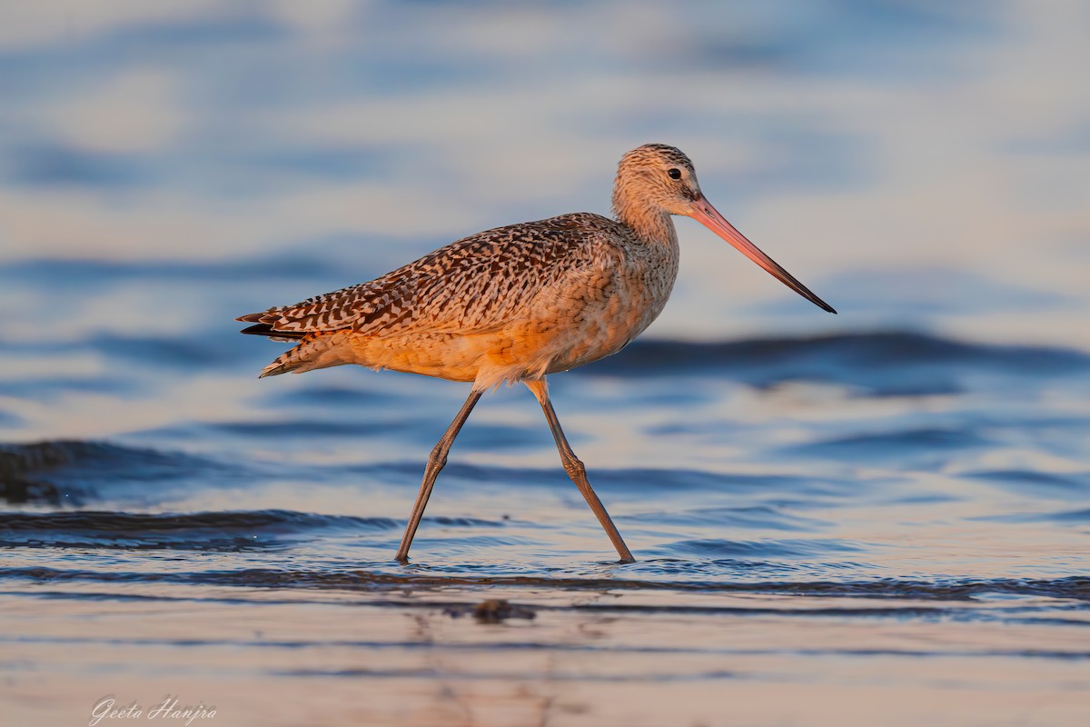 břehouš velký - ML625256442