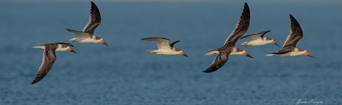 zoboun americký - ML625256456