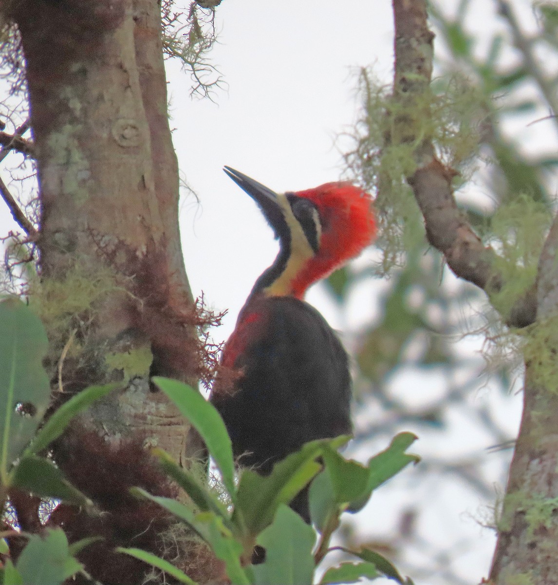 Crimson-bellied Woodpecker - Mark Amershek