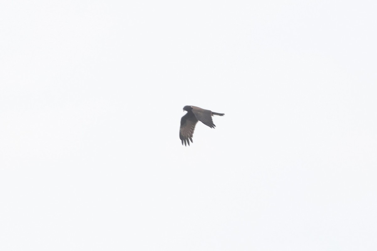 Western Marsh Harrier - ML625256658