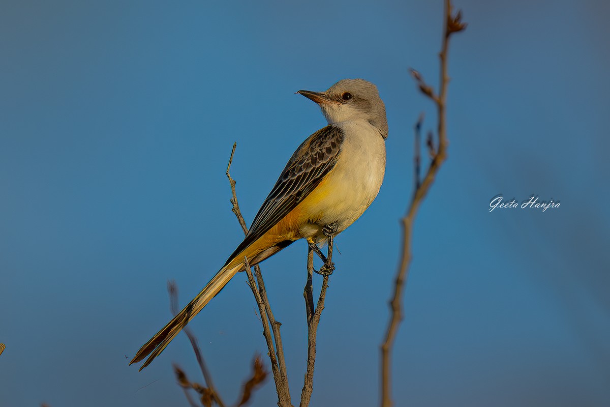 Scissor-tailed Flycatcher - ML625256723