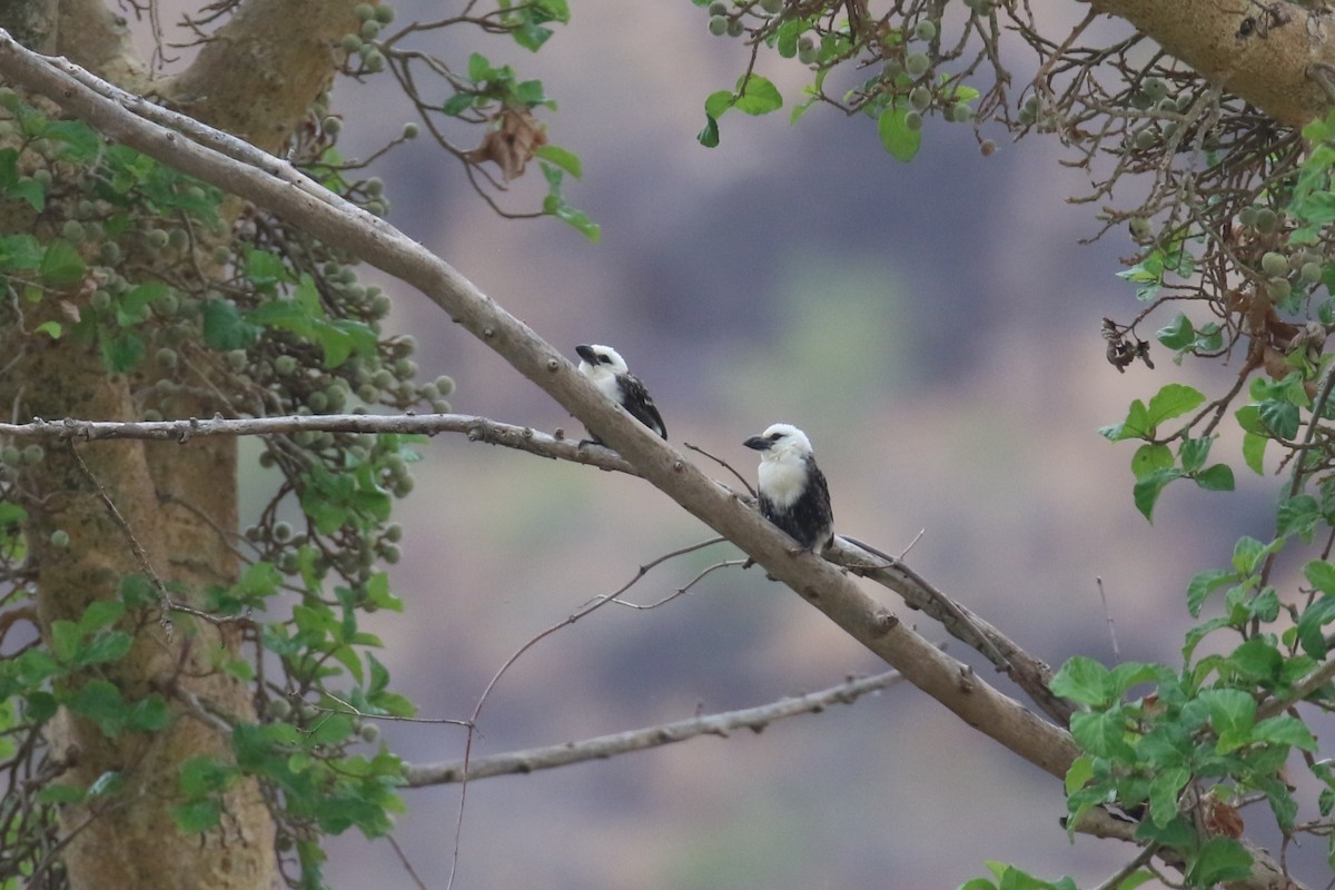 White-headed Barbet - ML625256726