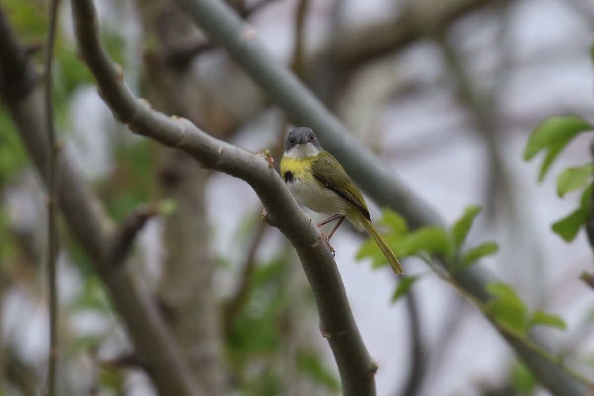 Apalis Pechigualdo - ML625256784