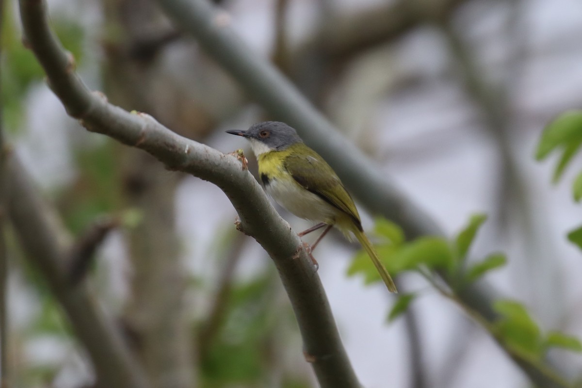 Apalis Pechigualdo - ML625256785