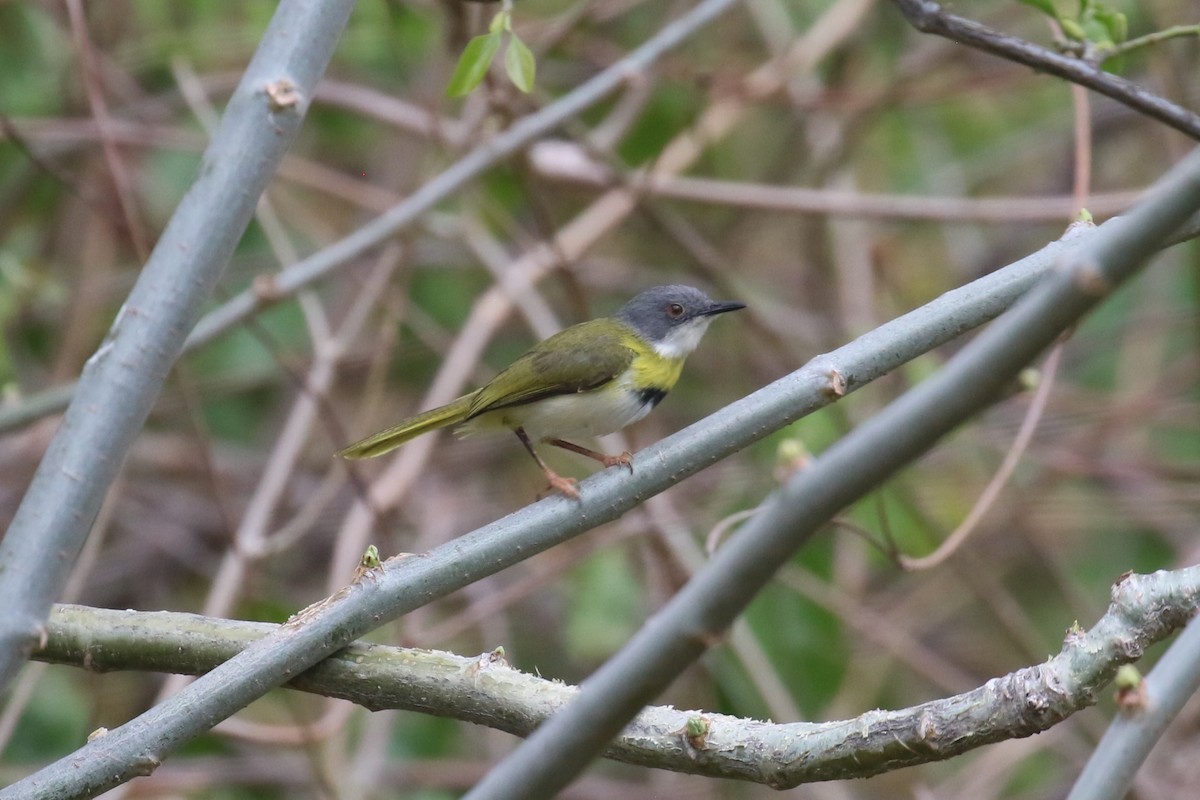 Apalis Pechigualdo - ML625256786