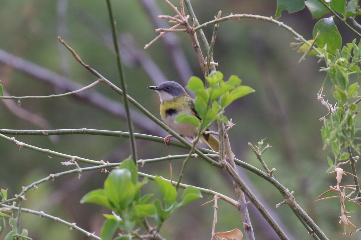 Apalis Pechigualdo - ML625256787