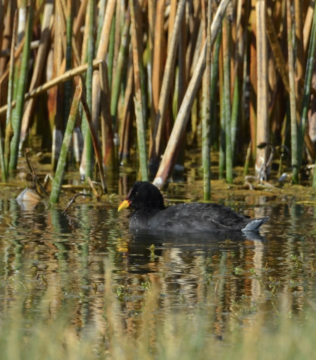 Red-fronted Coot - ML625256817