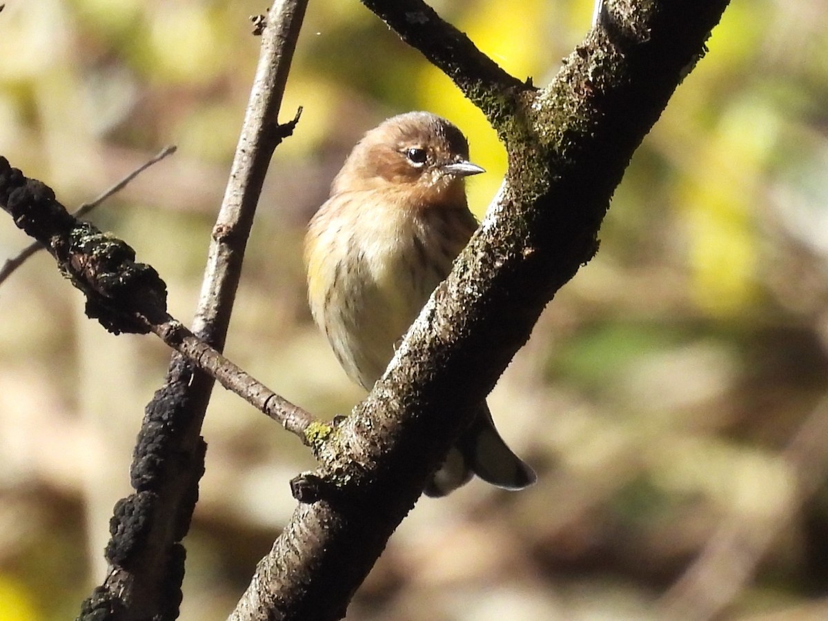 Yellow-rumped Warbler - ML625257036