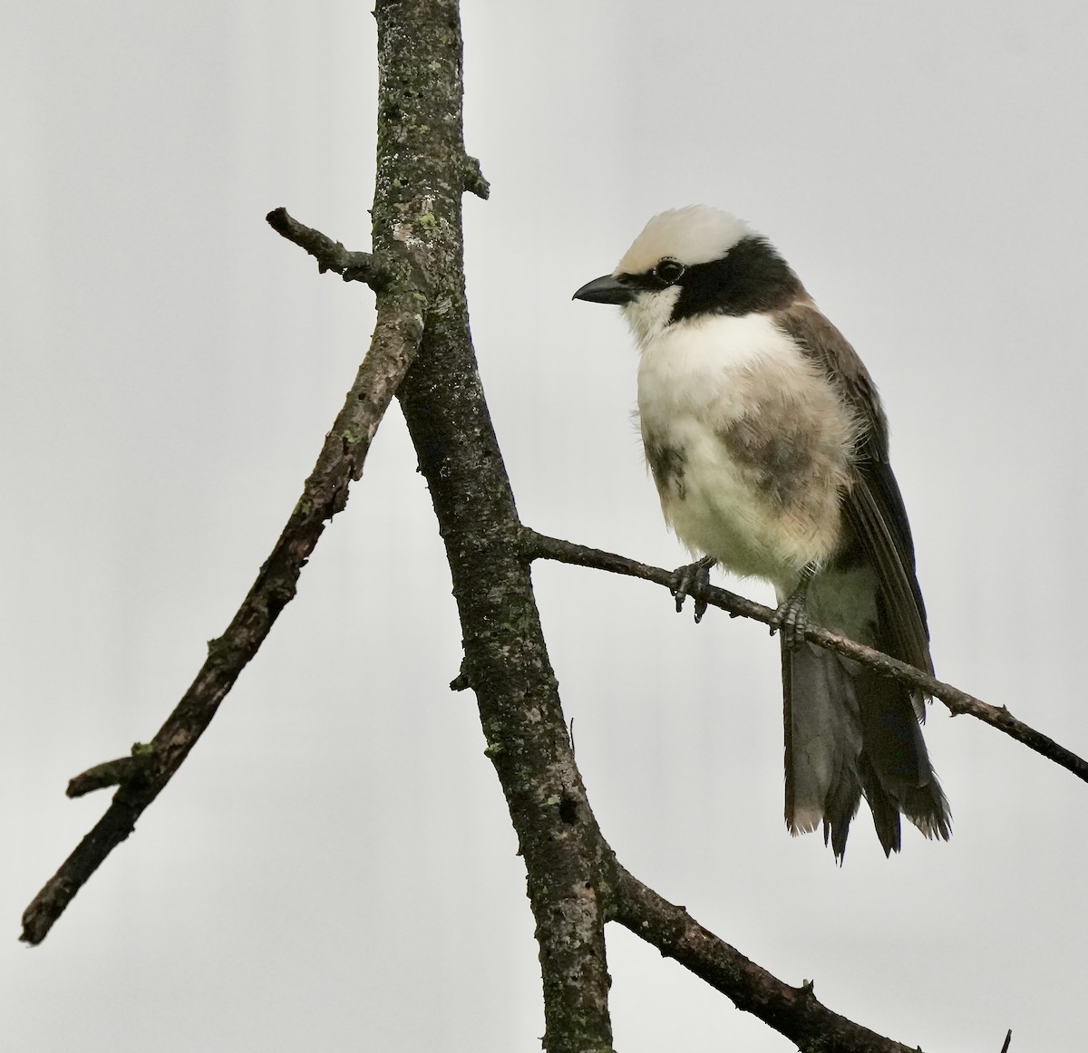 White-rumped Shrike - ML625257132