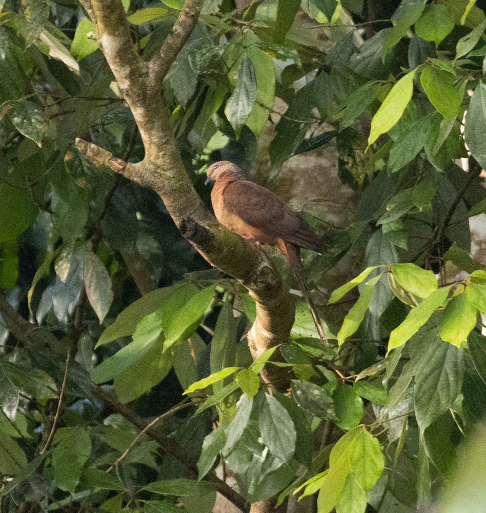 Brown Cuckoo-Dove - ML625257218