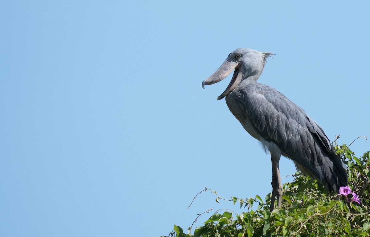 Shoebill - ML625257233