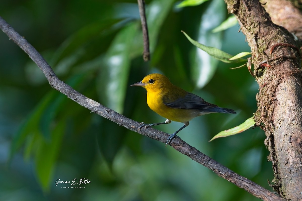 Prothonotary Warbler - ML625257281