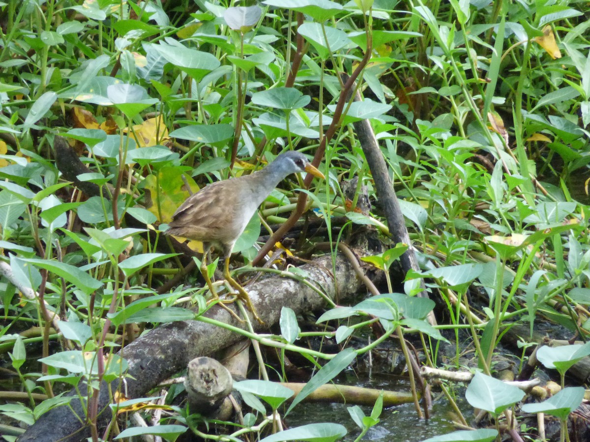 White-browed Crake - ML625257622