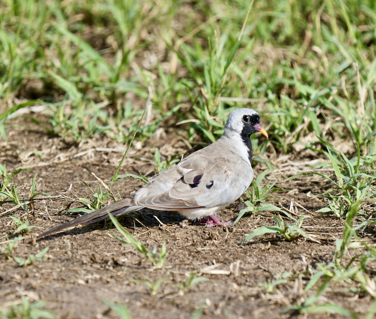 Namaqua Dove - ML625257698