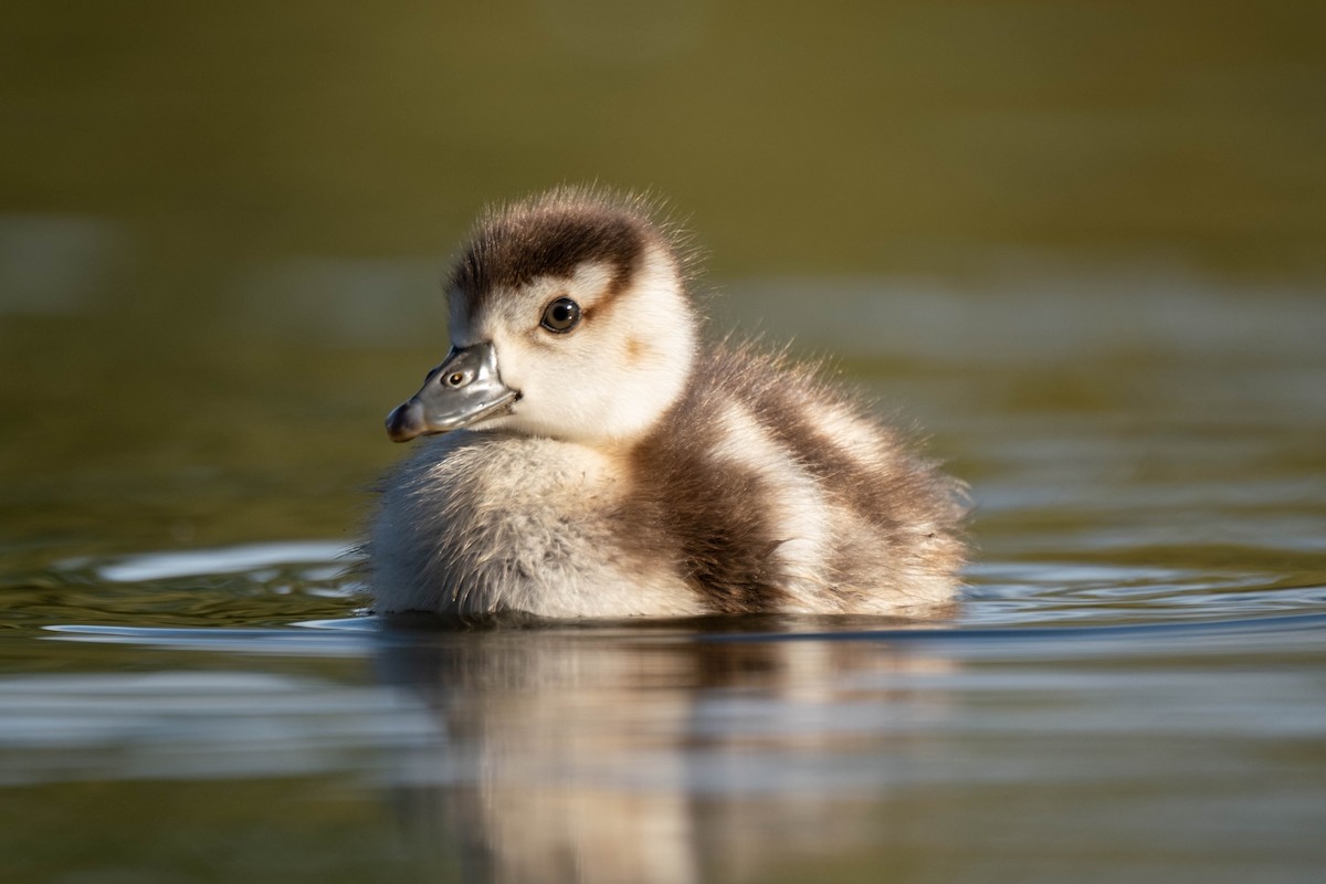 Egyptian Goose - ML625257952