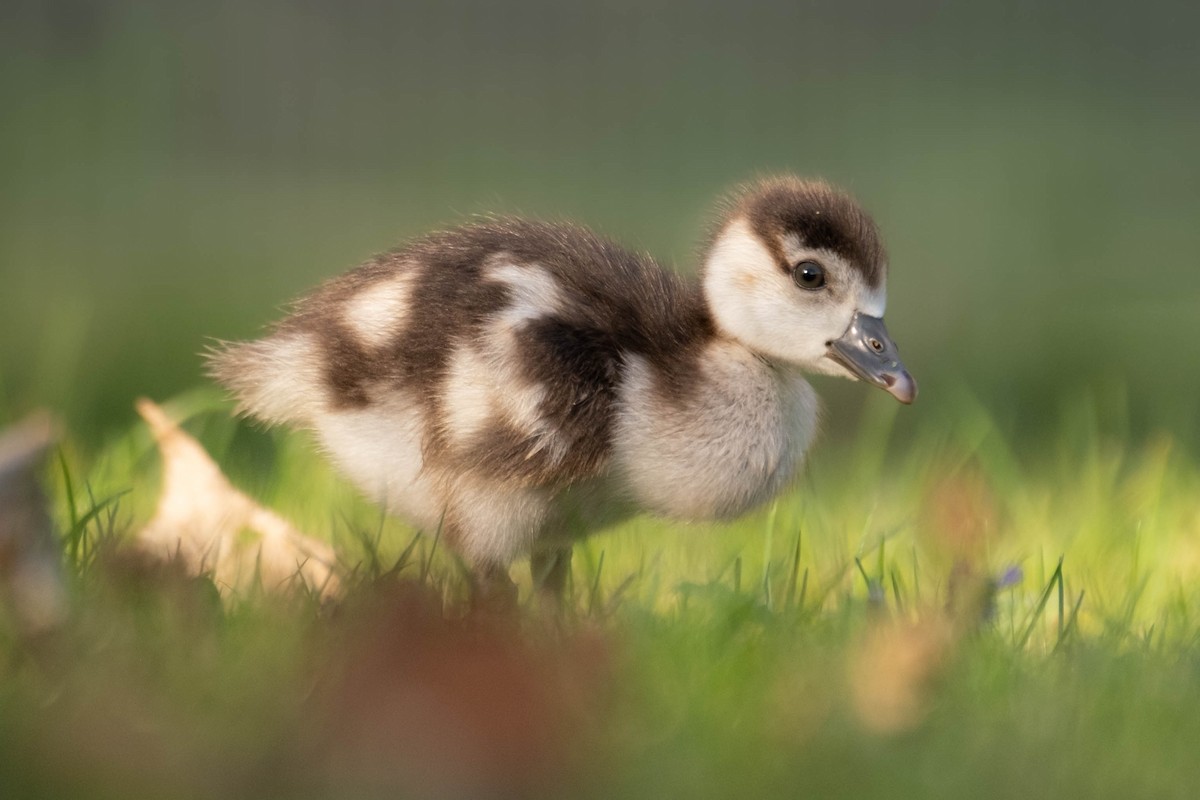 Egyptian Goose - ML625257953