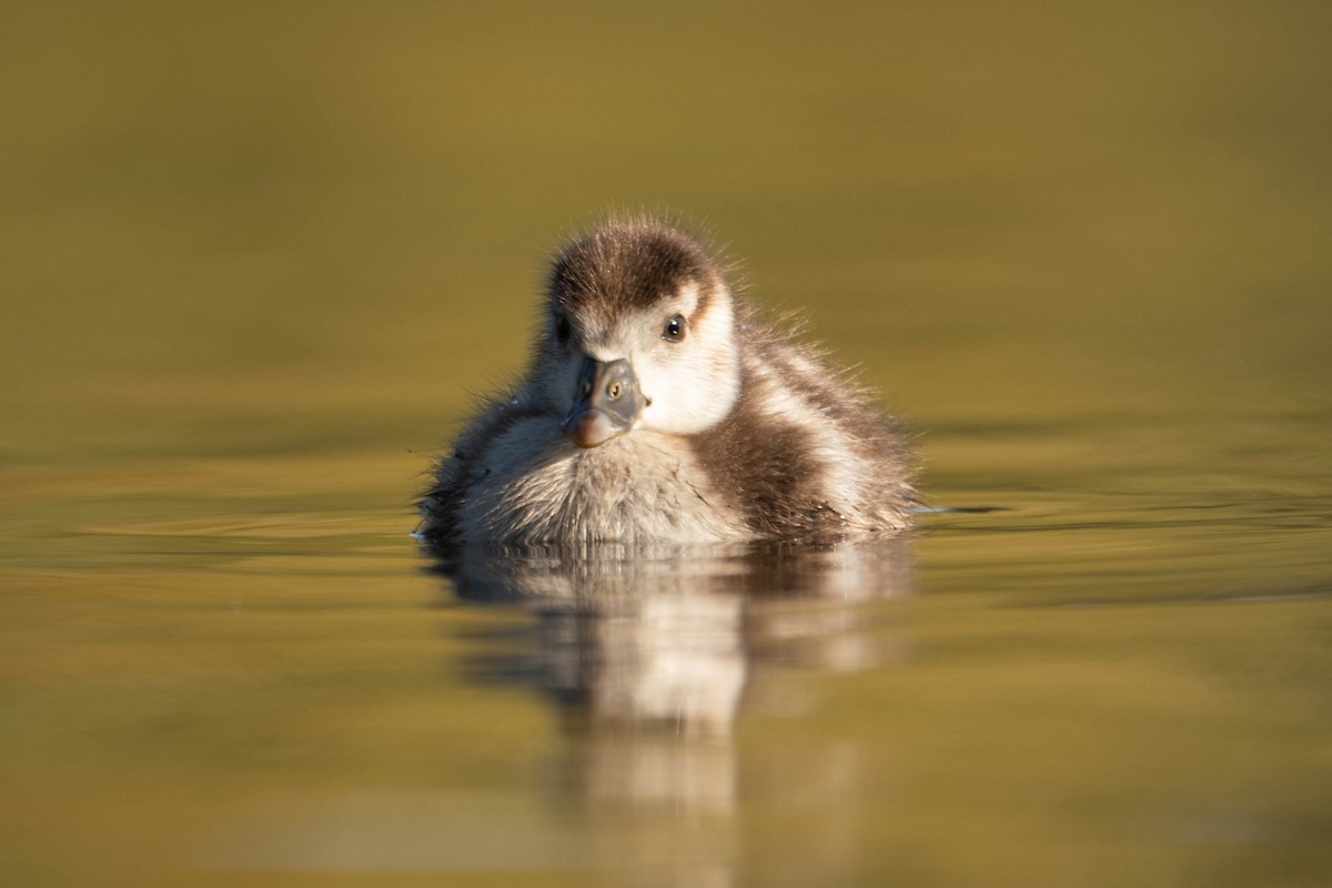 Egyptian Goose - ML625257954