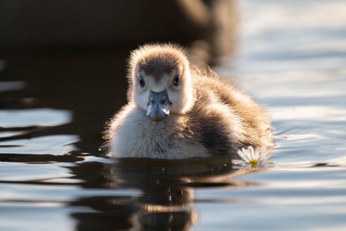 Egyptian Goose - ML625257955